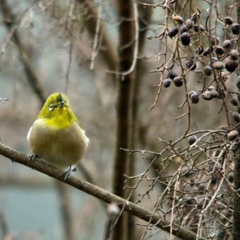 県民の森の鳥たち