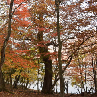 中禅寺湖湖畔の紅葉散策