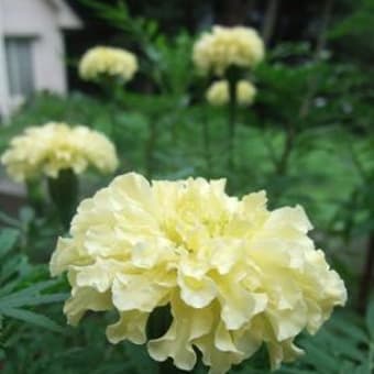 また咲いた！