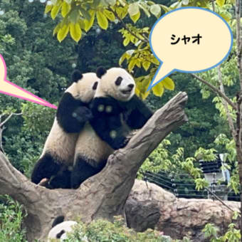 やっと見れました！双子パンダ