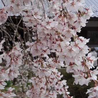 枝垂れ桜 開花状況（H26 4月6日）