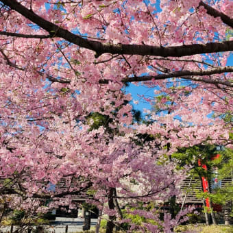 Sakura in Full Bloom