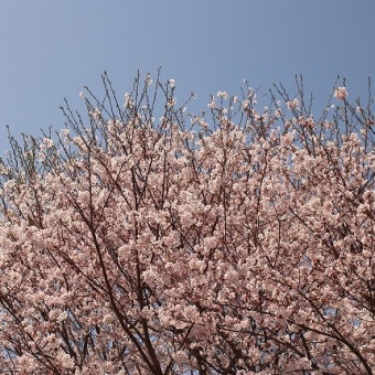 血液検査（再検査）と桜。