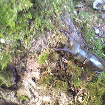 早朝の虫採り