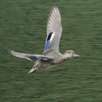 コガモ、カワセミ、ホシハジロ、モズ