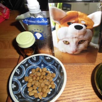飼い猫の育て死ぬのも竹の秋