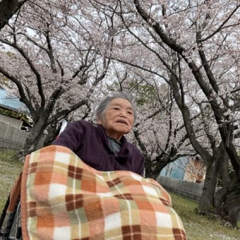 お花見に出かけました🌸