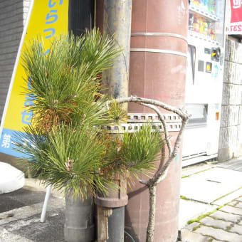 ド・根性松