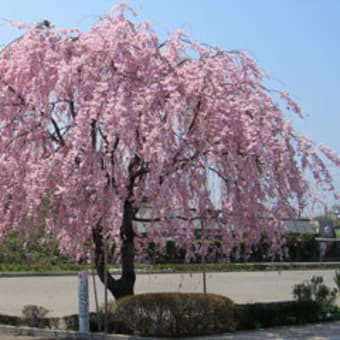 しだれ桜