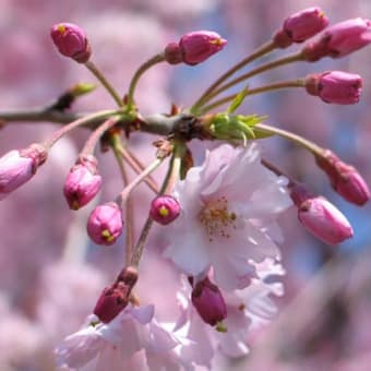 こちらは、しだれ桜