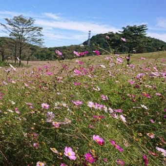 群馬県境のコスモス