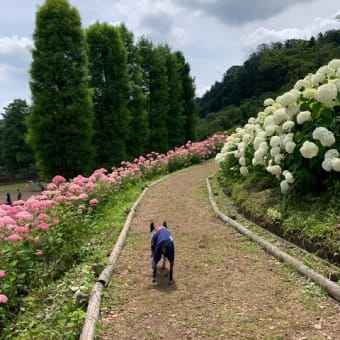 あじさい祭りに行ってきた‼️