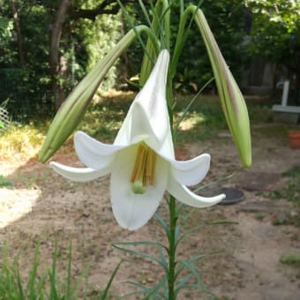 8月17日の花