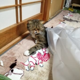 仔猫保護してはや半年