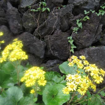 キャラブキの花が満開