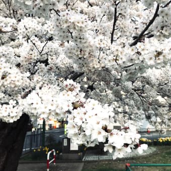 やはり今年の桜はずいぶん早い