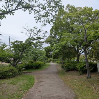 今朝の散歩