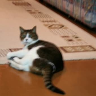 マタタビ付きのネズ公