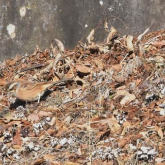 野鳥シリーズ　４