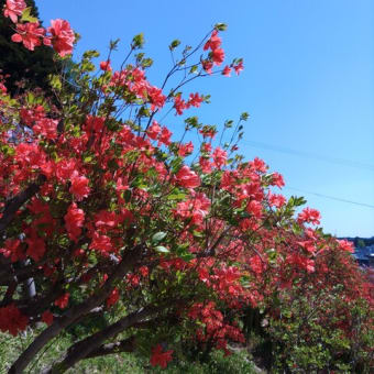 花見