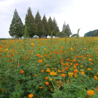 秋の日・あけぼの山公園