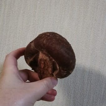 メガしいたけ