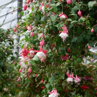 広島市植物公園にて
