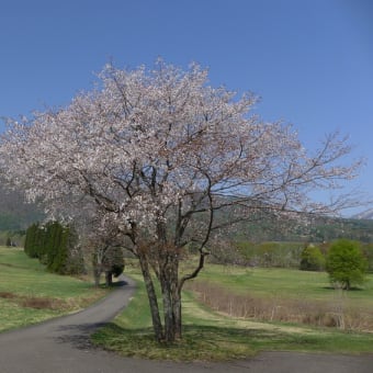 黒姫高原　５月２日