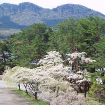 田沢湖の桜