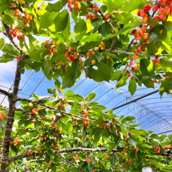 7月6日（木）園内状況🍒