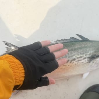 MSB892-PE ベイトモデルの逸品が!! - SEABASS JUNKIE
