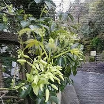 新型コロナウィルス