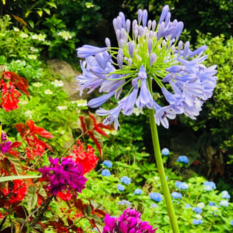 紫陽花園に行ってきました(^.^)