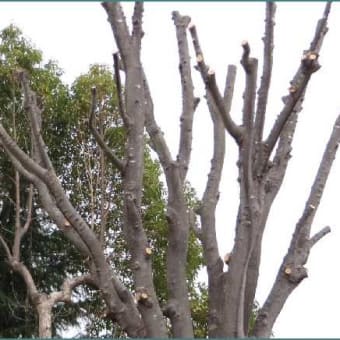 春を待つタコ公園の「樹」