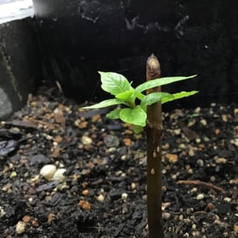 挿し木から新芽