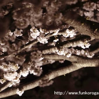 桜　ライトＵＰ
