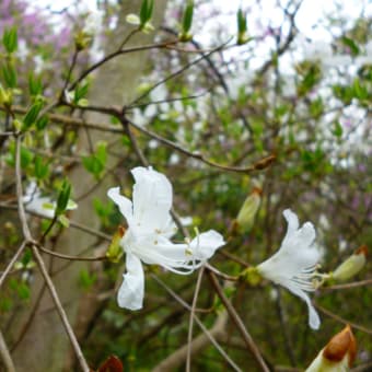 白花ミツバツツジ