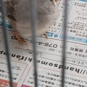 また産んだ🐦