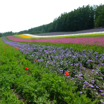 放浪の旅　　ｉｎ　北海道　　富良野