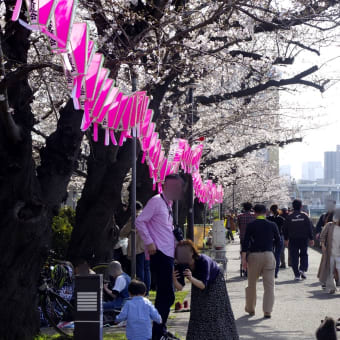 2020年3月21日の隅田川の桜