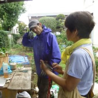秋冬野菜の種まきスタート