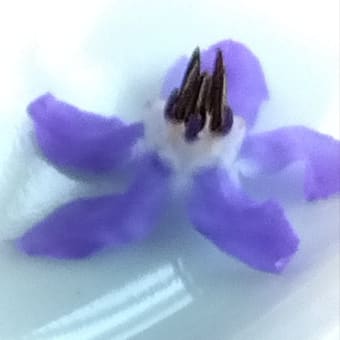 収穫ってやっぱりたのしい