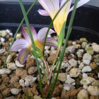 Romulea  ロムレア その１　南アフリカ産　球根植物　球根・種(タネ)  販売