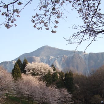 武甲山と桜