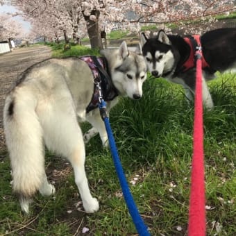 🌸