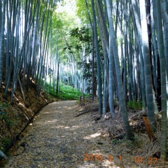 第１回青鳩トレイル大磯～大山大会地図と写真（１／６）