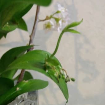 ２月の設えとルスカスの芽