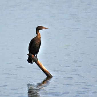 アジアコビトウ