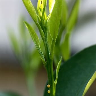 アゲハチョウの幼虫