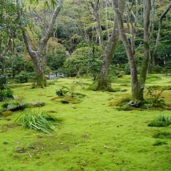 嵐山・嵯峨野めぐり　その４　－祇王寺の庭－